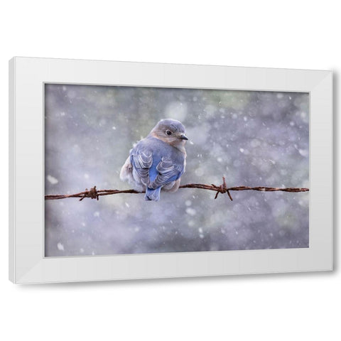 Eastern Bluebird White Modern Wood Framed Art Print by D Lester, Linda