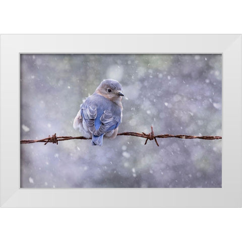 Eastern Bluebird White Modern Wood Framed Art Print by D Lester, Linda