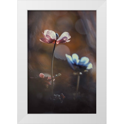 Florilauge White Modern Wood Framed Art Print by Bravin, Fabien