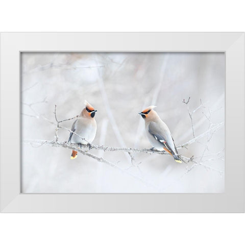 Bohemian Waxwings White Modern Wood Framed Art Print by Cumming, Jim