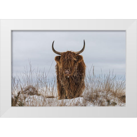 Highlander In Snow White Modern Wood Framed Art Print by Van Den, Jaap