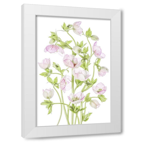 Hellebore White Modern Wood Framed Art Print by Disher, Mandy