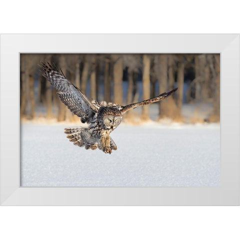 The Morning Catching White Modern Wood Framed Art Print by Zuo, Jun