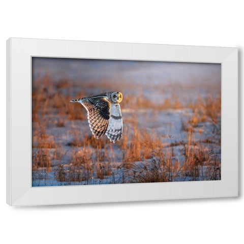 Short-Eared Owl White Modern Wood Framed Art Print by Huang, Tao