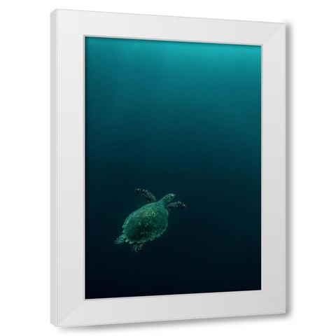 The Fly Of The Hawksbill White Modern Wood Framed Art Print by Melesan, Serge