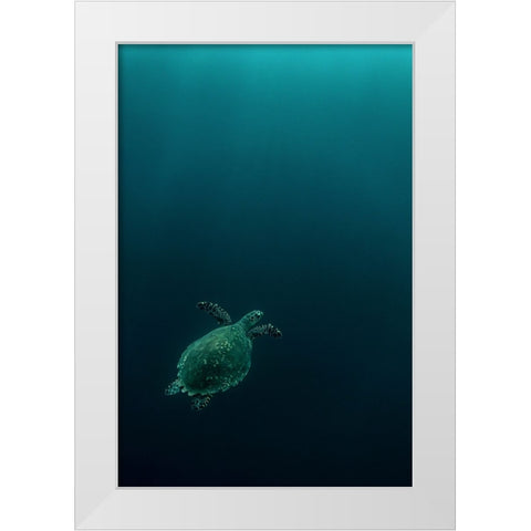 The Fly Of The Hawksbill White Modern Wood Framed Art Print by Melesan, Serge