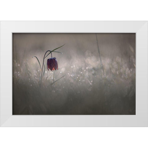 Pactillant White Modern Wood Framed Art Print by Blomme, Sebastien