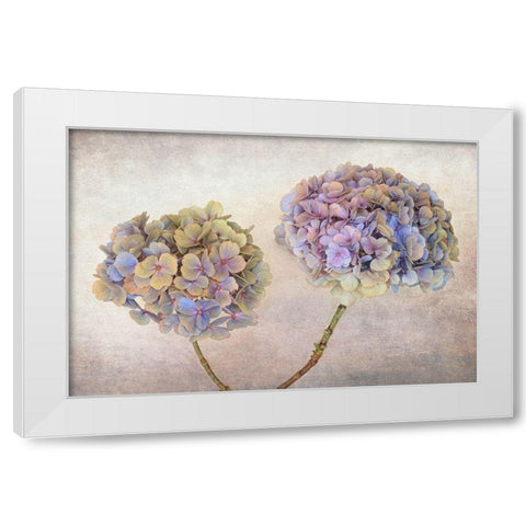 Hydrangea White Modern Wood Framed Art Print by Veenstra, Ytje