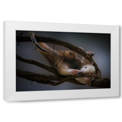 Tamandua White Modern Wood Framed Art Print by Jealousy