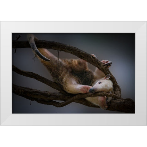 Tamandua White Modern Wood Framed Art Print by Jealousy