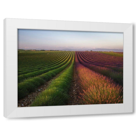 Field Of Lavender White Modern Wood Framed Art Print by Anton, Rostovskiy