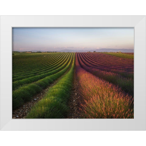 Field Of Lavender White Modern Wood Framed Art Print by Anton, Rostovskiy