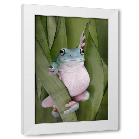 A Whites Tree Frogs Pose White Modern Wood Framed Art Print by D Lester, Linda