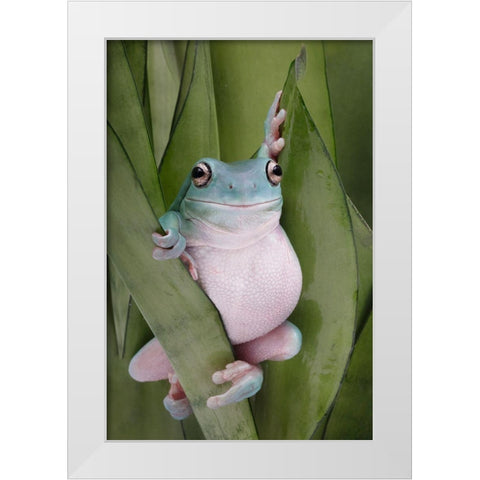 A Whites Tree Frogs Pose White Modern Wood Framed Art Print by D Lester, Linda