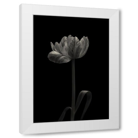 Tulip Mania White Modern Wood Framed Art Print by Gronkjar, Lotte