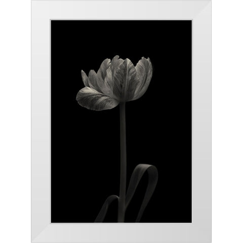 Tulip Mania White Modern Wood Framed Art Print by Gronkjar, Lotte