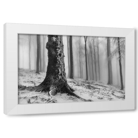 Forest White Modern Wood Framed Art Print by Pavlasek, Tom