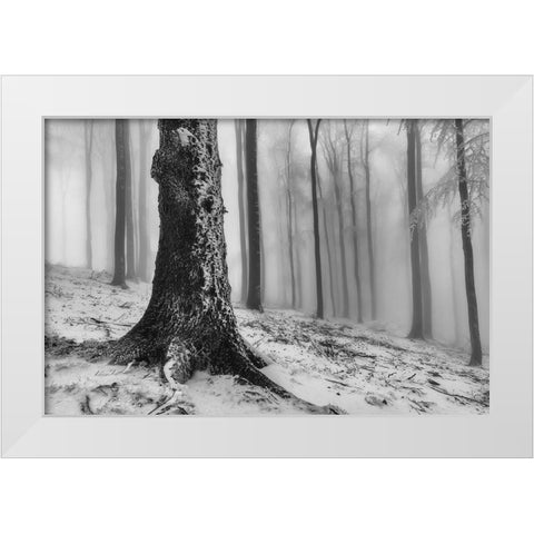 Forest White Modern Wood Framed Art Print by Pavlasek, Tom