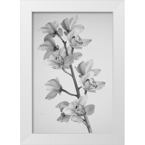 Wild Orchid White Modern Wood Framed Art Print by Mandich, Igor