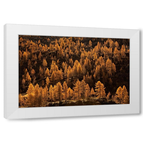 Larches In Autumn White Modern Wood Framed Art Print by Manzoni, Michel