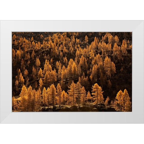 Larches In Autumn White Modern Wood Framed Art Print by Manzoni, Michel