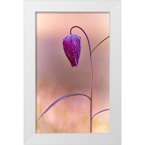 Fritillary White Modern Wood Framed Art Print by Williams, Stuart