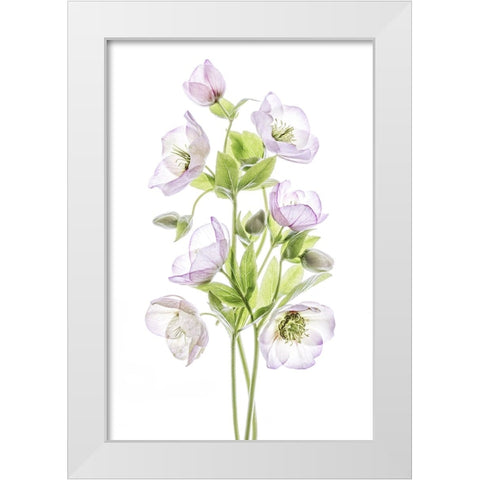 Hellebore White Modern Wood Framed Art Print by Disher, Mandy