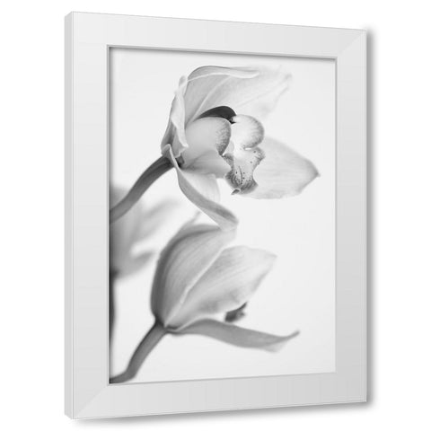 Orchid White Modern Wood Framed Art Print by Mandich, Igor
