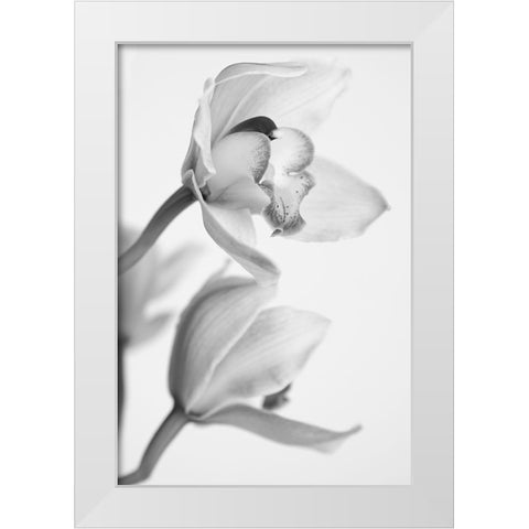 Orchid White Modern Wood Framed Art Print by Mandich, Igor