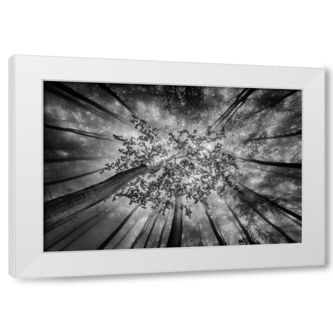 Forest Views White Modern Wood Framed Art Print by Pavlasek, Tom