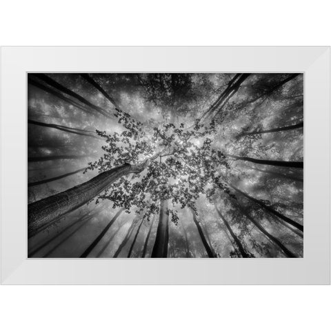 Forest Views White Modern Wood Framed Art Print by Pavlasek, Tom
