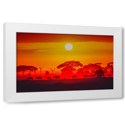 Amboseli Sunrise White Modern Wood Framed Art Print by C. Sink, Jeffrey