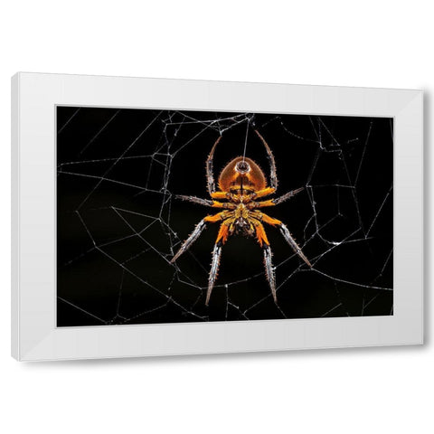 Tropical Orb Weaver White Modern Wood Framed Art Print by Zygmunt, Milan