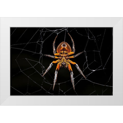 Tropical Orb Weaver White Modern Wood Framed Art Print by Zygmunt, Milan