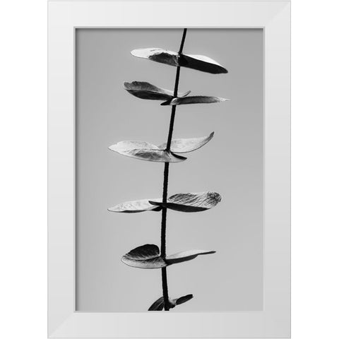 Eucalyptus Black a White White Modern Wood Framed Art Print by 1x Studio III