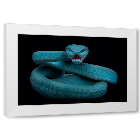 Angry White Modern Wood Framed Art Print by Tantoyensen