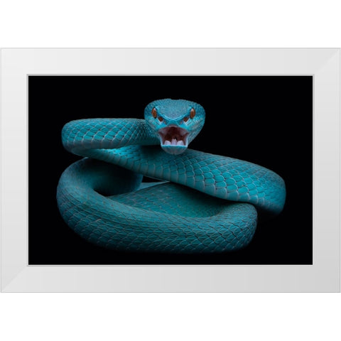 Angry White Modern Wood Framed Art Print by Tantoyensen