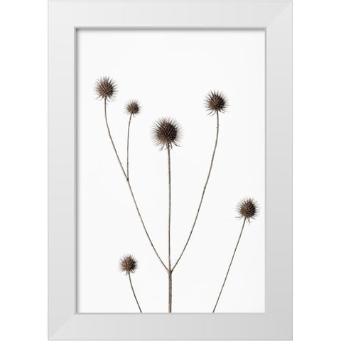 Thistle Grey 11 White Modern Wood Framed Art Print by 1x Studio III
