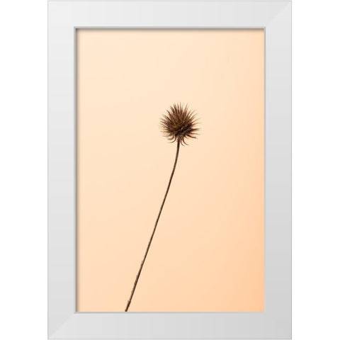 Thistle Peach White Modern Wood Framed Art Print by 1x Studio III