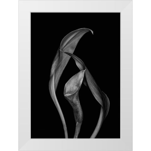 Dancing Calla Lillies White Modern Wood Framed Art Print by Beausang, Susan