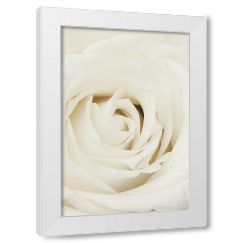 White Rose White Modern Wood Framed Art Print by 1x Studio III