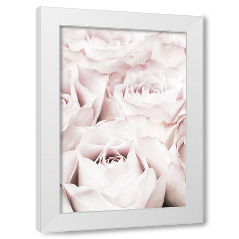 Pink Roses No 04 White Modern Wood Framed Art Print by 1x Studio III