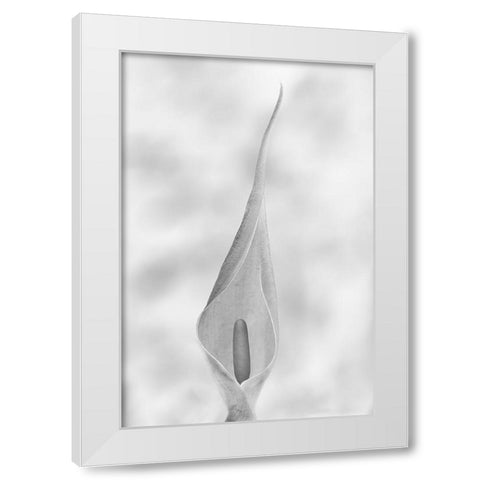 Arum Maculatum White Modern Wood Framed Art Print by Piazza, Vincenzo