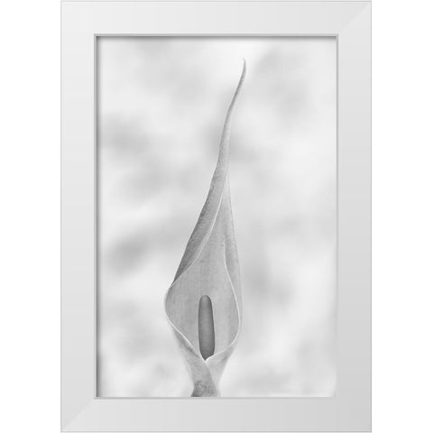 Arum Maculatum White Modern Wood Framed Art Print by Piazza, Vincenzo