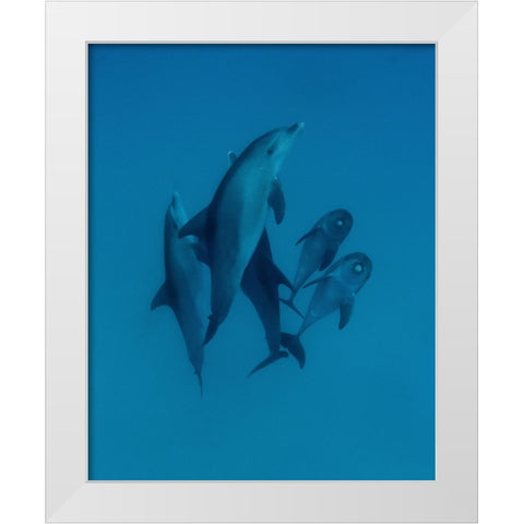 Dolphins 6 White Modern Wood Framed Art Print by Molinari, Romano