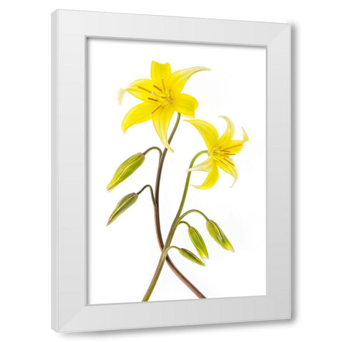 Dogtooth Violet White Modern Wood Framed Art Print by Parker, Jacky