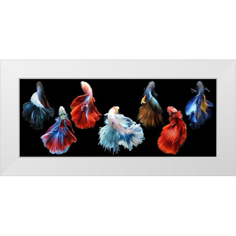 Betta Fish White Modern Wood Framed Art Print by Priyadi, Andri