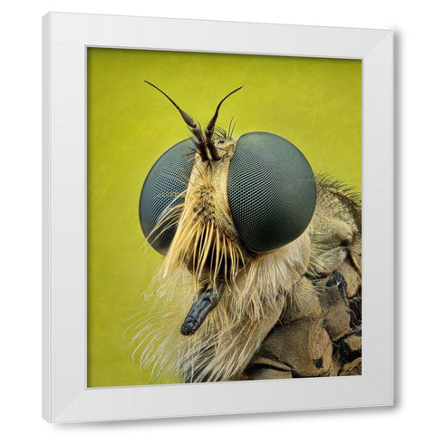Robberfly White Modern Wood Framed Art Print by Figueras Barranco, Antoni