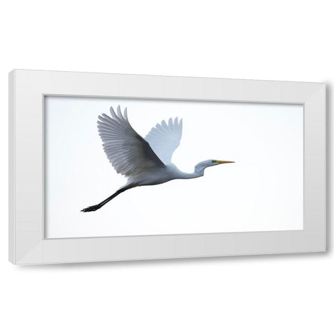Little Egret White Modern Wood Framed Art Print by Manusevich, David