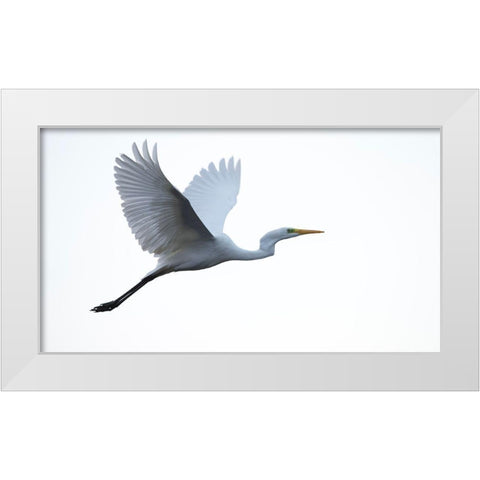 Little Egret White Modern Wood Framed Art Print by Manusevich, David